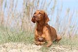 VIZSLA poil court 002